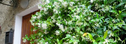 jasmine at casina di rosa