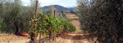 Vendemmia Toscana