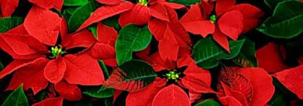 christmasintuscany