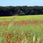 IMG_3250