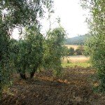 IMG_4047 IMG_4047