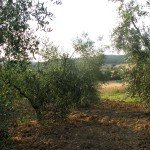 IMG_4049 IMG_4049