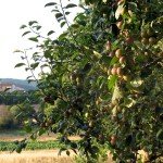 IMG_4055 IMG_4055