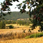 IMG_4061 IMG_4061