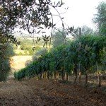 IMG_4066 IMG_4066