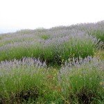IMG_4250