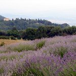 IMG_4251