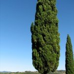 IMG_4320 IMG_4320
