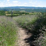 IMG_4335 IMG_4335