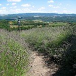 IMG_4336 IMG_4336