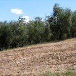 IMG_4340 IMG_4340