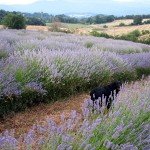 lavanda