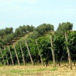 IMG_4497