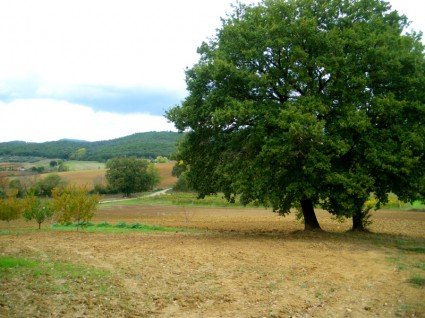 Large oak trees in the fields