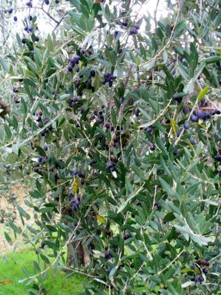 Olives on an olive tree