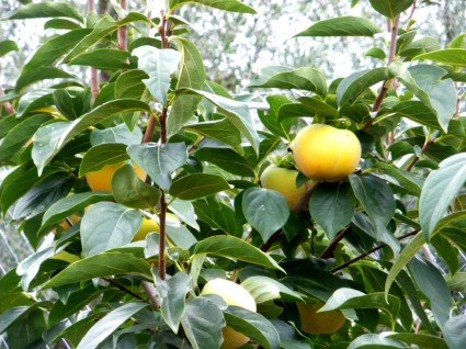 Persimmons