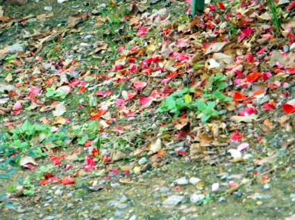 Fading rose petals 