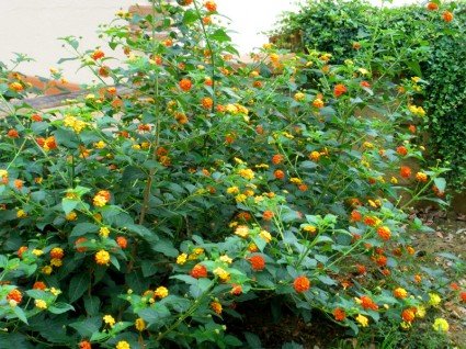 Pretty bush with orange and yellow flowers
