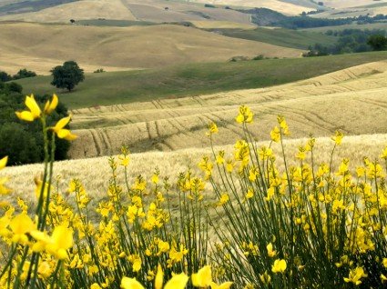 crete senesi