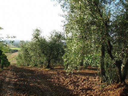 The countryside of Tuscany after the rain