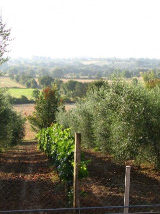 The countryside of Tuscany in the morning