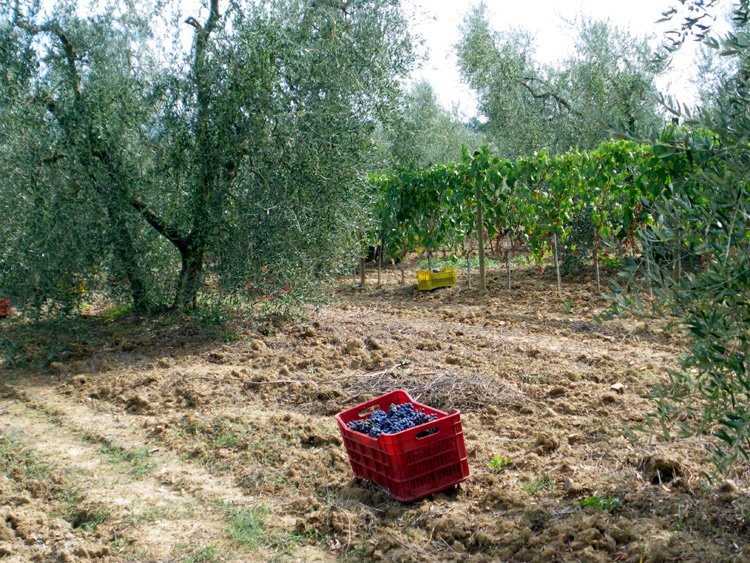 grape harvest in tuscany