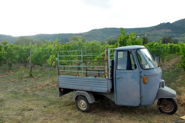 grape harvest tuscany