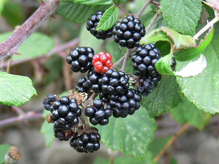more blackberries in tuscany