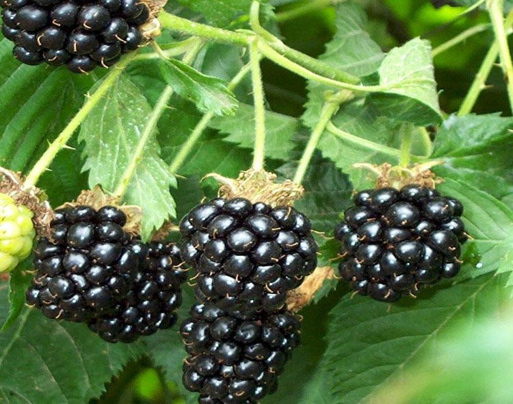 more blackberries in tuscany