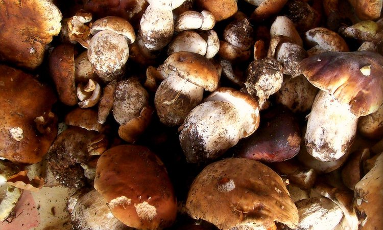 porcini mushrooms