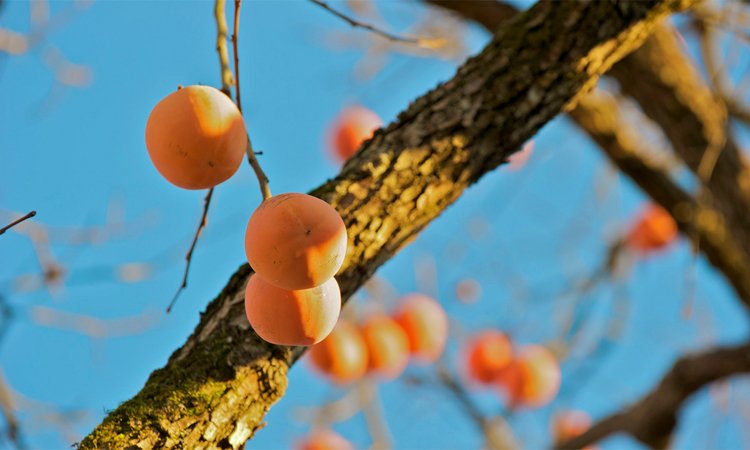 Persimmons