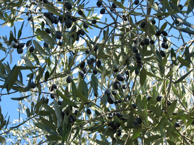 olives