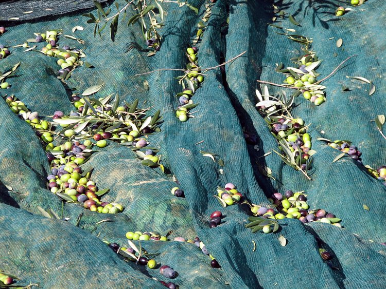 olive harvest in tuscany