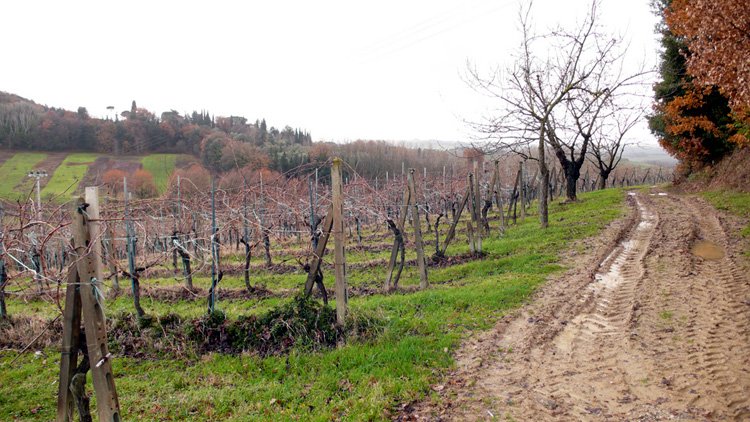 vineyards in December in Tuscany