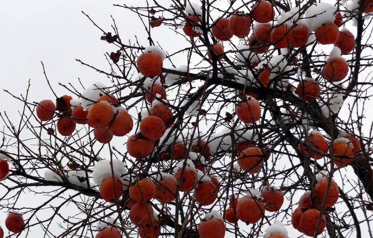 persimmons in tuscany