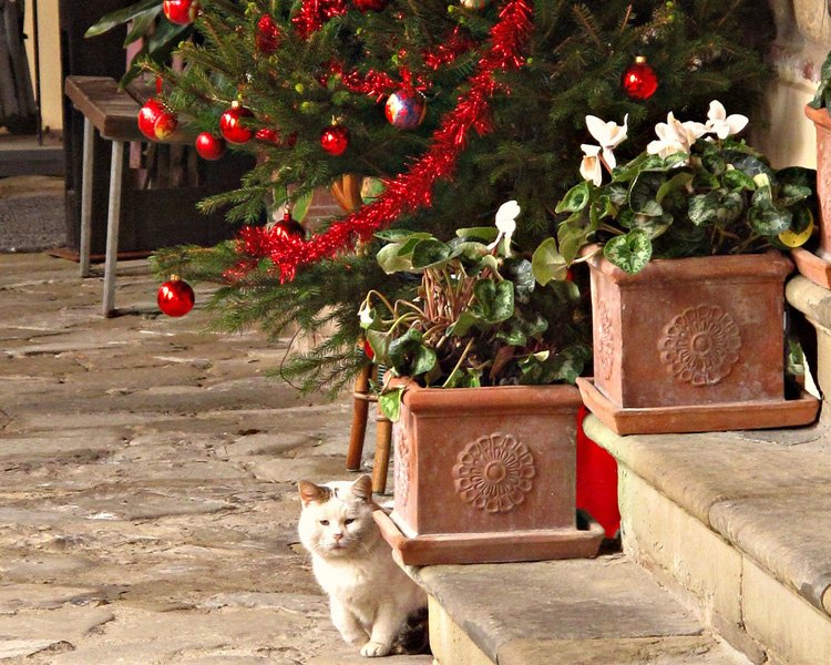 christmas in tuscany