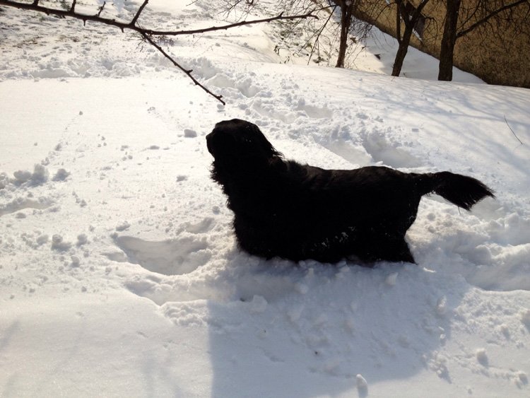 Our dog in the snow