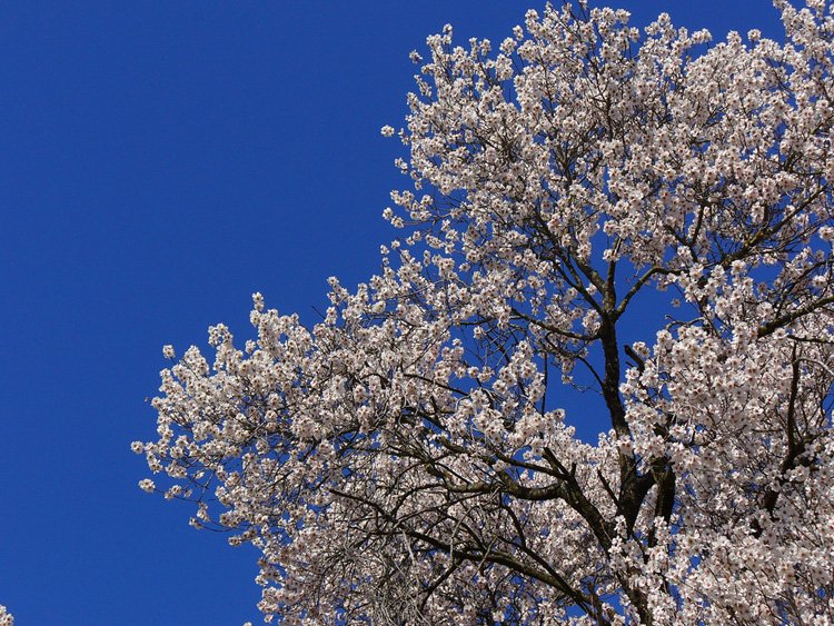 almond tree