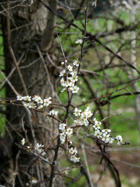 white-thorn