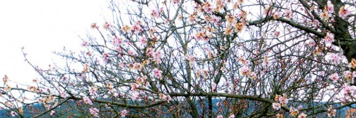 peach trees in bloom