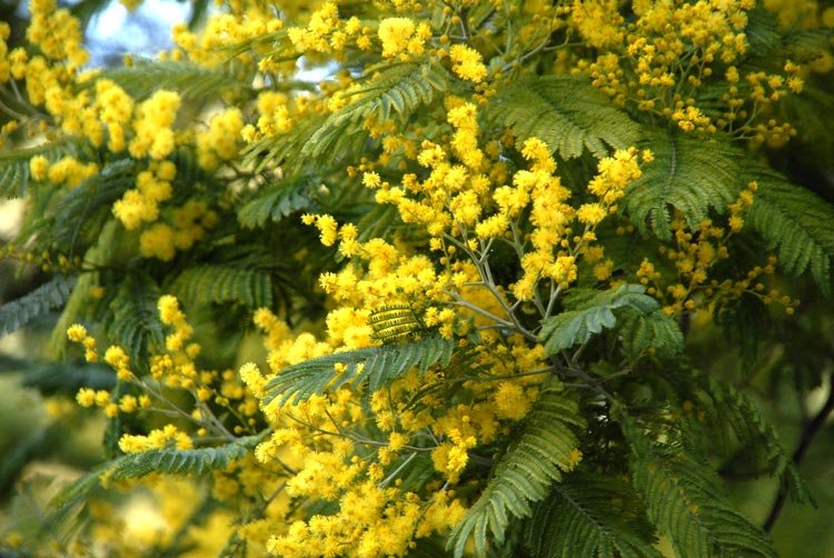 mimosa