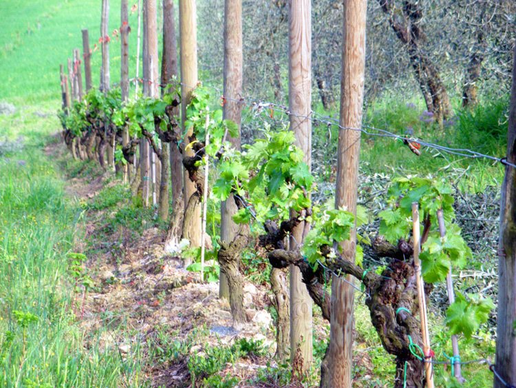 vineyards in April
