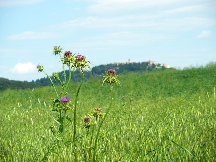 May in Tuscany