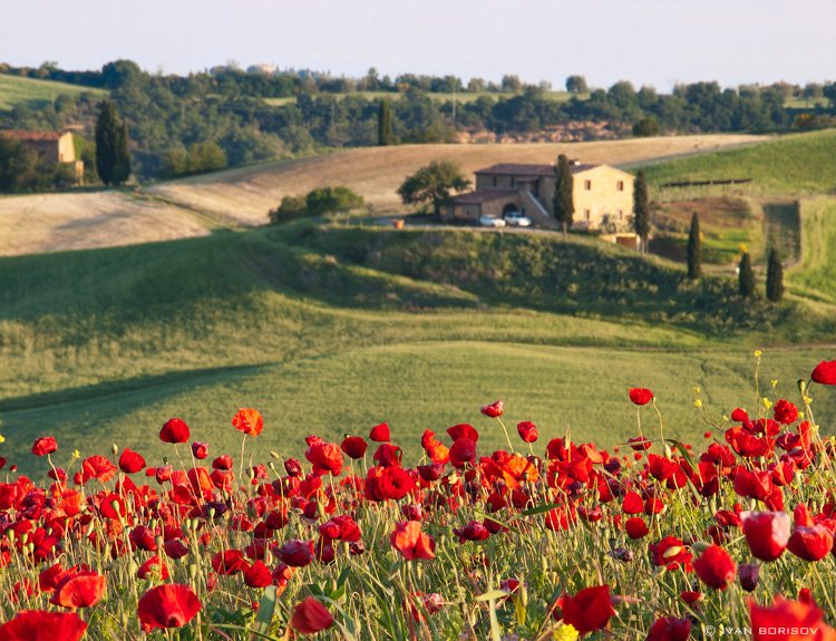 Tuscany in June