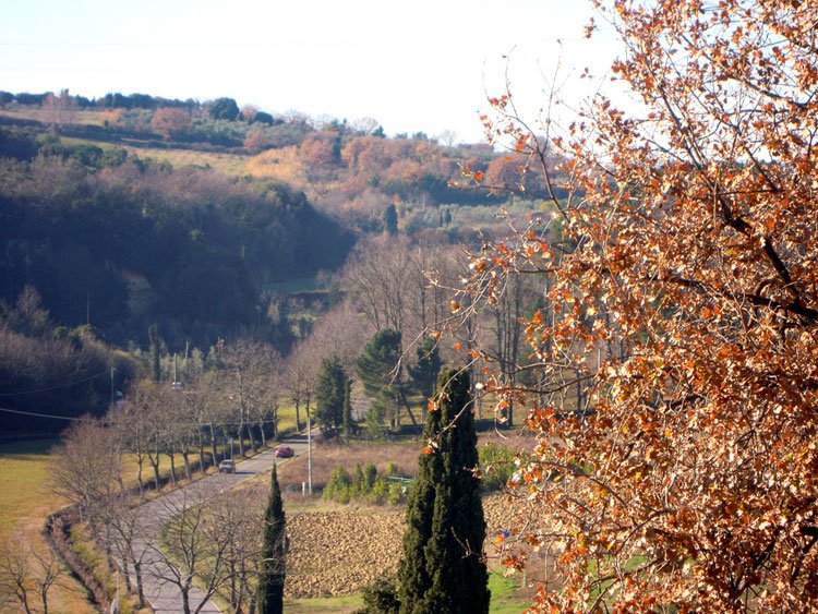 Trees in Tuscany