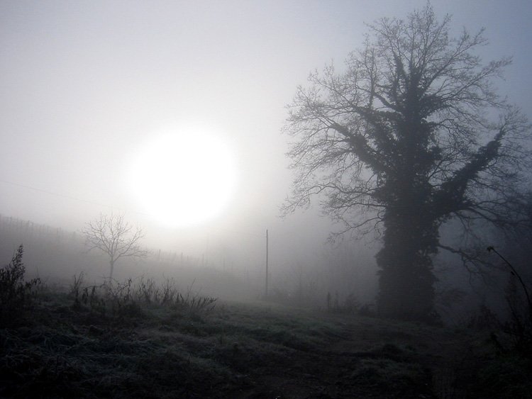 fog in tuscany