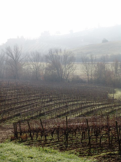 fog in tuscany