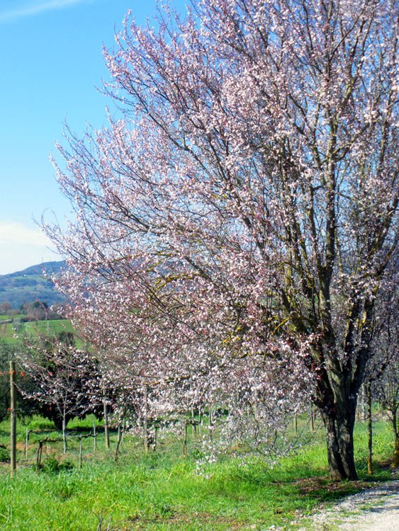 March in Tuscany