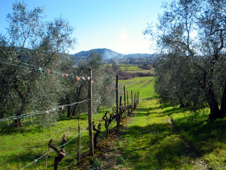 The countryside of Tuscany