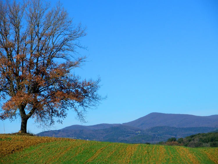 The countryside of Tuscany